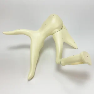 SKU: MG29974  Auditory Ossicle Model, 20X Enlarged