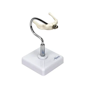 SKU: MG29977  Hyoid Bone Model