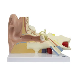 SKU: MG29981  Ear Model, 3X Enlarged, 3-Parts