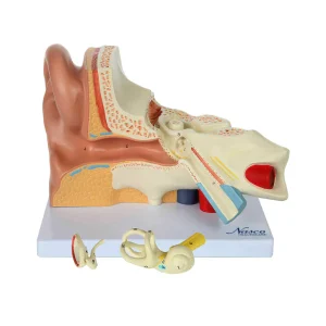 SKU: MG29982  Ear Model, 3X Enlarged, 5-Parts