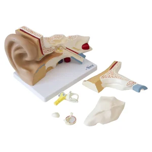 SKU: MG29983  Ear Model, 3X Enlarged, 6-Parts