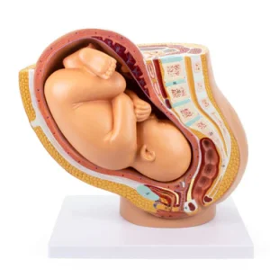 SKU: MG30131  Pelvis with Pregnancy Model, 2 Parts