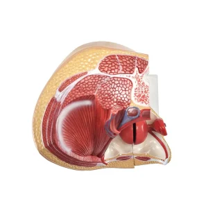 SKU: MG30133  Pelvis with 8-Week Embryo Model