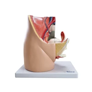 SKU: MG30135  Female Pelvis Model with Internal Organs Model, 3 Parts