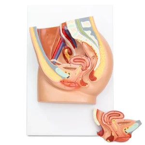 SKU: MG30136  Female Pelvis Model, Median Section, 2 Parts