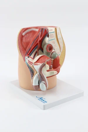 SKU: MG30139  Male Pelvis Model, Midsagittal Section, 4 Parts