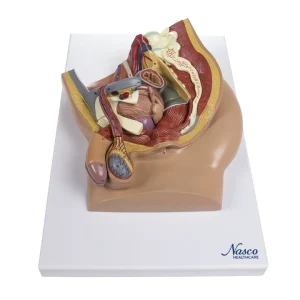 SKU: MG30140  Male Pelvis Model, Midsection, 4 Parts