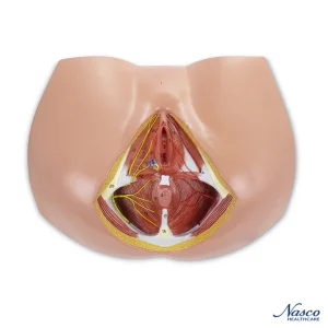 SKU: MG30414  Female Perineum Model