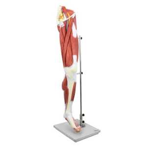 SKU: MG30417  Leg Muscle Model, Detachable, 13 Parts