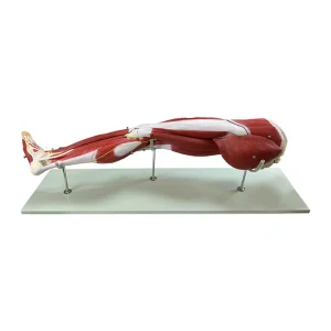 SKU: MG30418  Leg Muscle Model, Detachable, 23 Parts