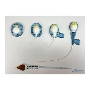 SKU: MG30750  Spermatogenesis Evolution Process Model, 10,000X Enlarged