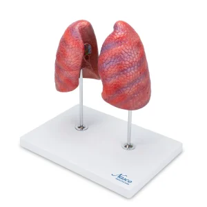 SKU: MG30887  Lung Model, 2 Parts