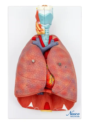 SKU: MG30888  Lungs with Larynx Model, 7-Parts