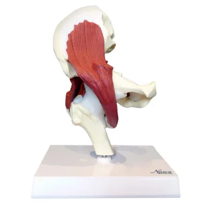 SKU: MG30900  Hip Joint with Muscles Model