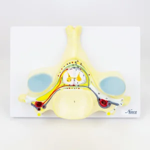 SKU: MG30911  5th Cervical Vertebra, 7X Enlarged