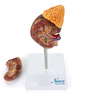 SKU: MG31017  Kidney with Adrenal Gland Model, 2 Parts