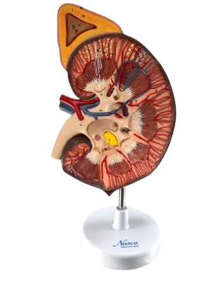 SKU: MG31018  Kidney with Adrenal Gland Model, 3X Enlarged