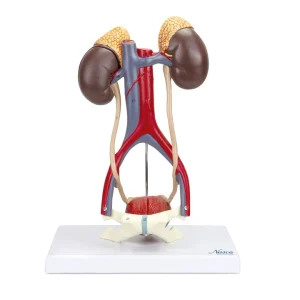 SKU: MG31020  Kidneys with Vessels & Urinary System, 4 Parts
