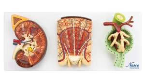 SKU: MG31021  Kidneys, Nephrons, Blood Vessels, & Renal Corpuscle Model, Set of 3