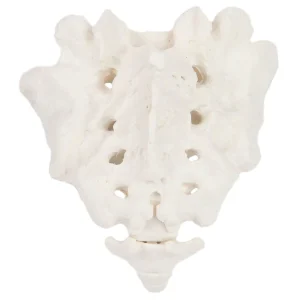 SKU: MG31088  Sacrum and Coccyx Model