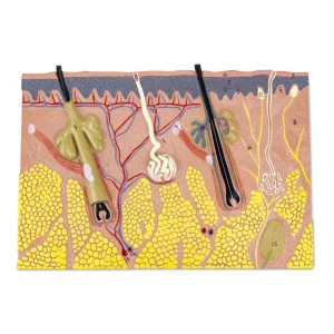 SKU: MG31096  Skin Section Model, 70X Enlarged