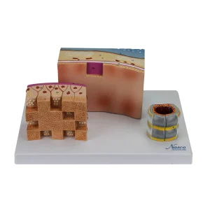 SKU: MG31097  Trachea Section Models