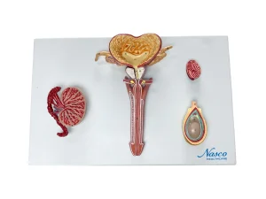 SKU: MG31102  Male Reproductive Organ Section Model