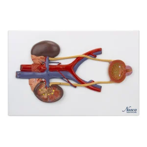 SKU: MG31104  Urinary System Section Model
