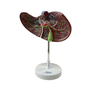 SKU: MG31105  Liver Section with Gallbladder Model, 1.5X Enlarged