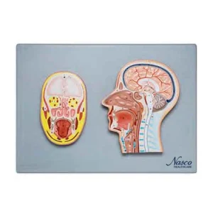 SKU: MG31108  Head Frontal & Side Section Model