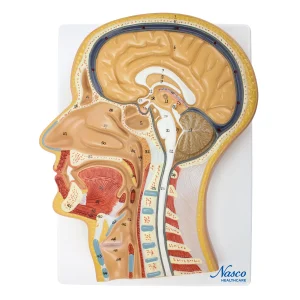 SKU: MG31109  Head Lateral Section Model