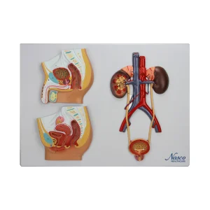 SKU: MG31111  Male & Female Urinary Tract Cross Section Model