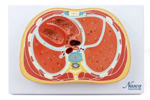 SKU: MG31113  Thorax Axial Section Model