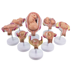 SKU: MG31154  Pregnancy Series Models, Set of 8