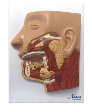 SKU: MG31317  Digestive System Model, 3 Parts