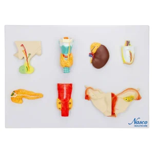 SKU: MG31320  Endocrine System Model
