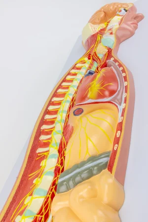 SKU: MG31332  Sympathetic Nervous System Model