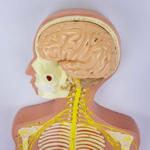 SKU: MG31333  Nervous System Model, Half Size