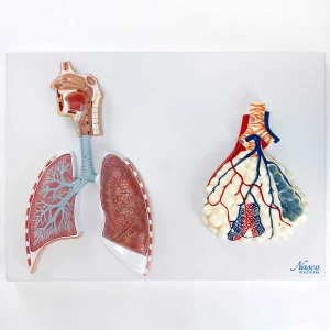 SKU: MG31336  Respiratory System with Alveoli Model, 150X Enlarged