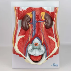 SKU: MG31345  Male & Female Urinary System Model, Dual Sex, 6 Parts