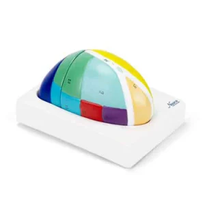 SKU: MG31533  Thalamus Model, 5X Enlarged, 2 Parts