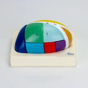 SKU: MG31535  Thalamus Model, 5X Enlarged, 7 Parts