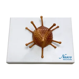 SKU: MG3188  Adenovirus Model