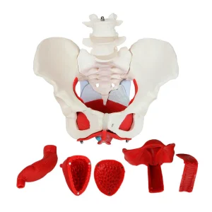 SKU: MG22962  Female Pelvis Model, 6 Parts