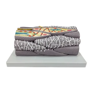 SKU: MG34955  Micro Anatomy Smooth Muscle Fiber Model, 10,000X Enlarged