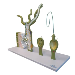 SKU: MG10253  Hydra Model, 4-Parts