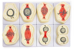 SKU: MG13909  Mitosis Model, 8-Parts