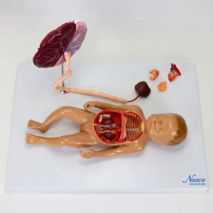 SKU: MG13918  Fetal Blood Circulation with Placenta Model