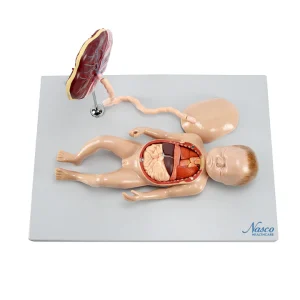 SKU: MG13920  Fetus Model with Placenta and Internal Organs Model