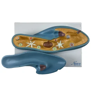 SKU: MG15179  Paramecium Model, 2-Part
